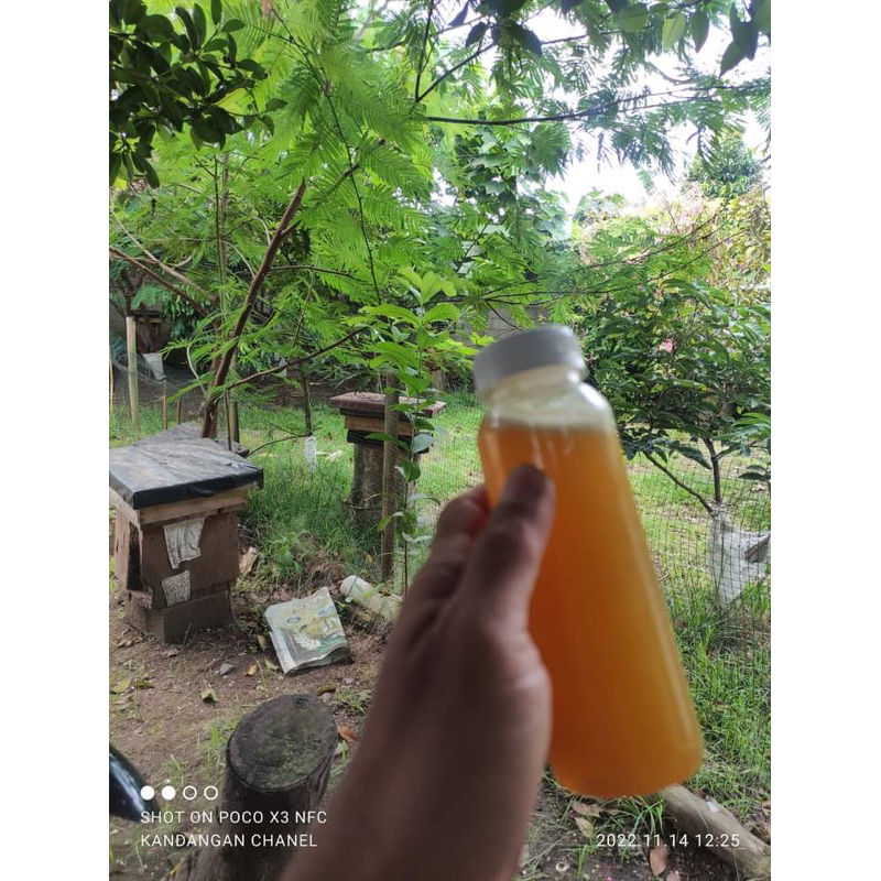 

Madu Lebah Klanceng 100% No Campuran