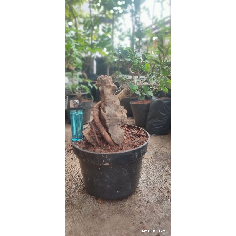 Bonsai beringin dolar mikro on the rock ukuran mame