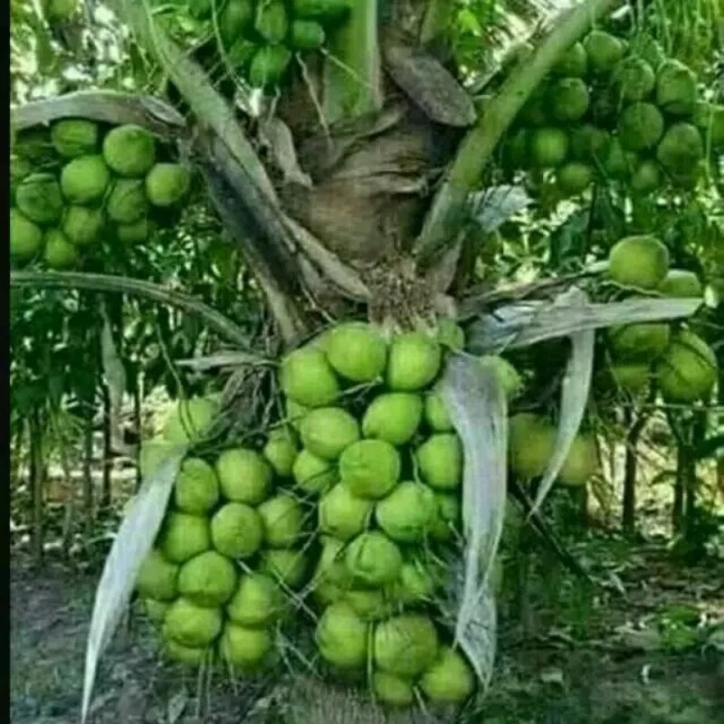 bibit kelapa hibrida super genjah