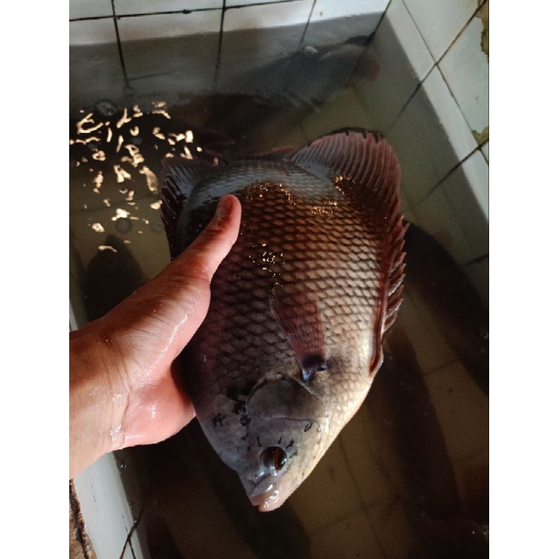 

Ikan gurame hidup - ikan mas - ikan nila - ikan patin - ikan lele - gurame mati fresh - ayam kampung