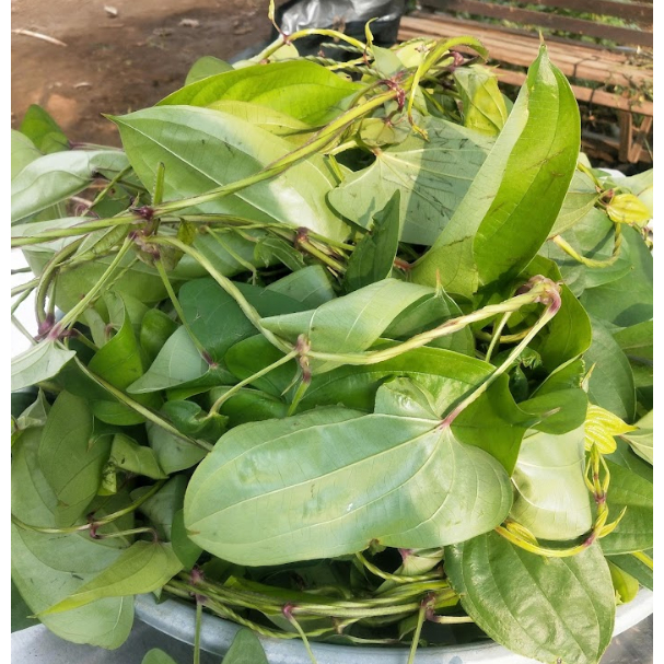 

Daun ubi uwi segar / Daun umbi uwi legi segar