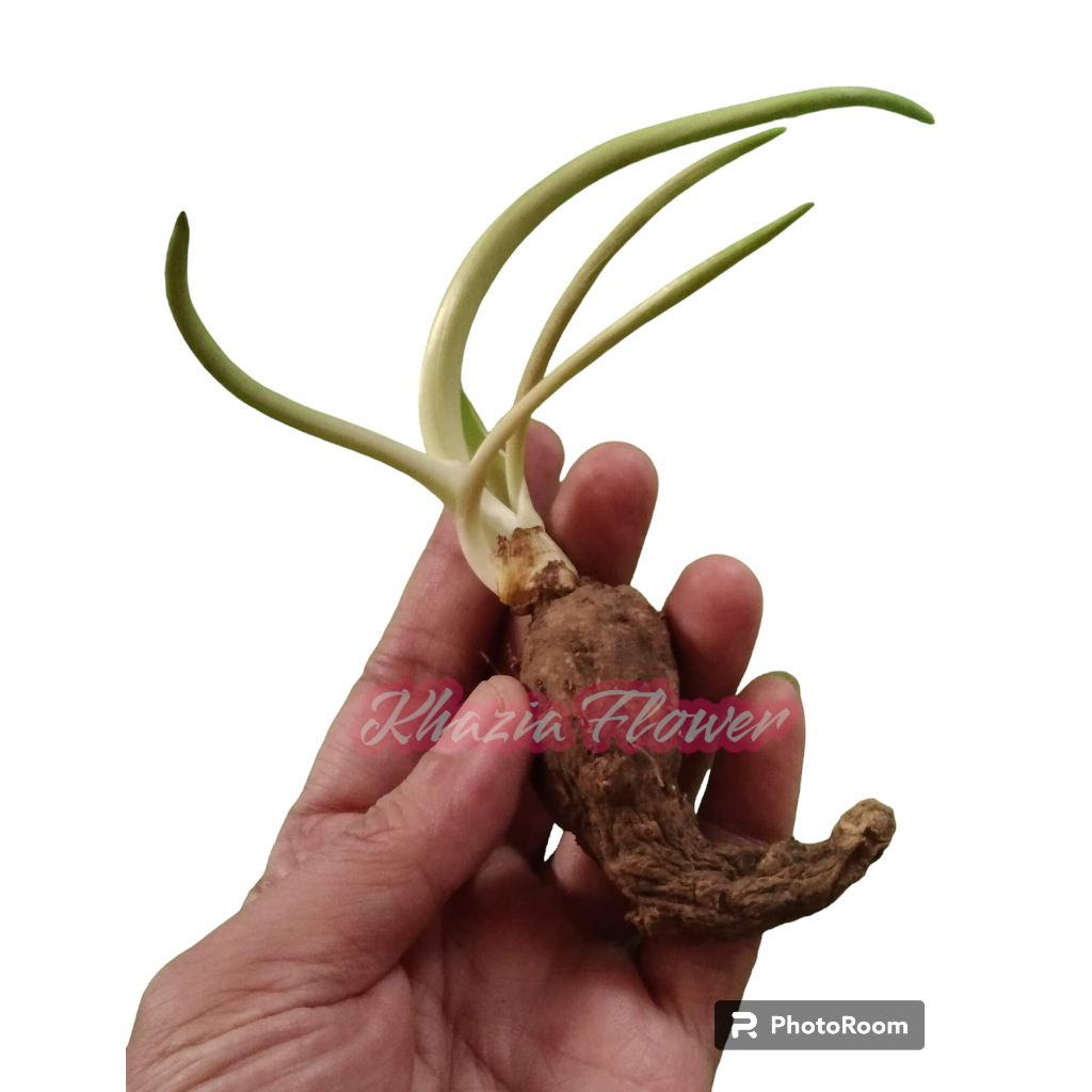 Grade A Bibit Benih Bunga Sedap Malam Kwalitas Super