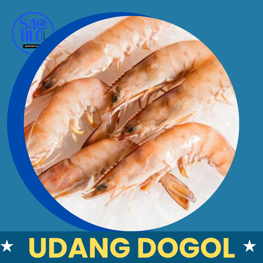 

Udang Dogol