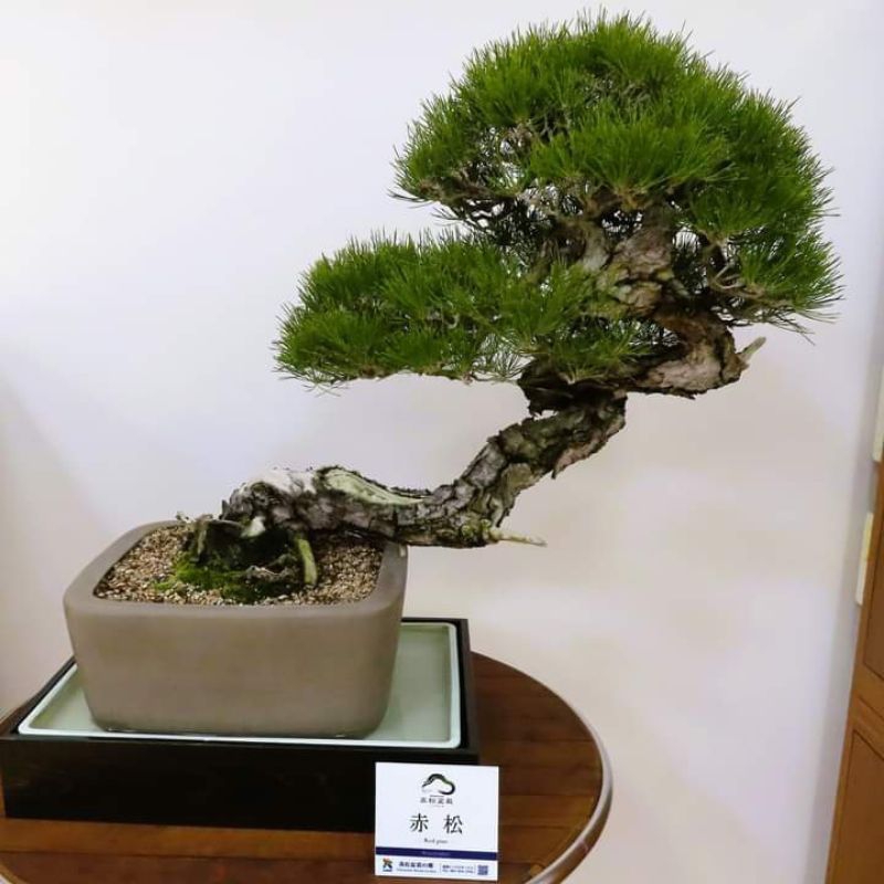 Biji Benih Bahan Bonsai japanese Black Pine