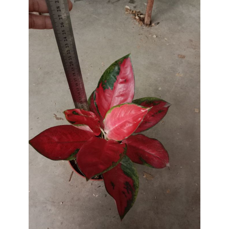 aglaonema suksom