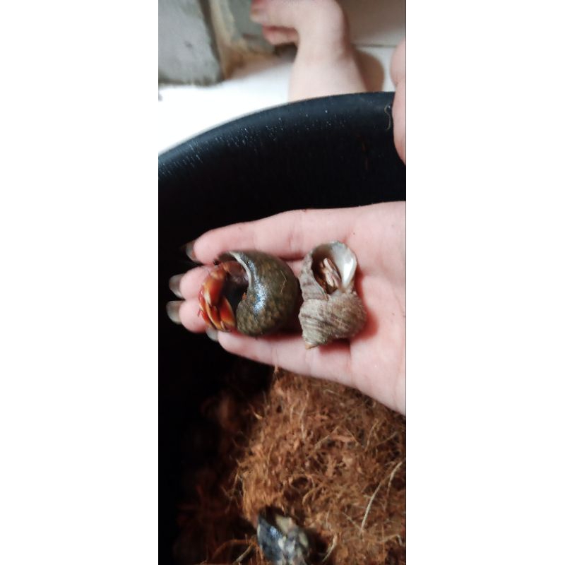 kelomang 1 kg ukuran S campur M