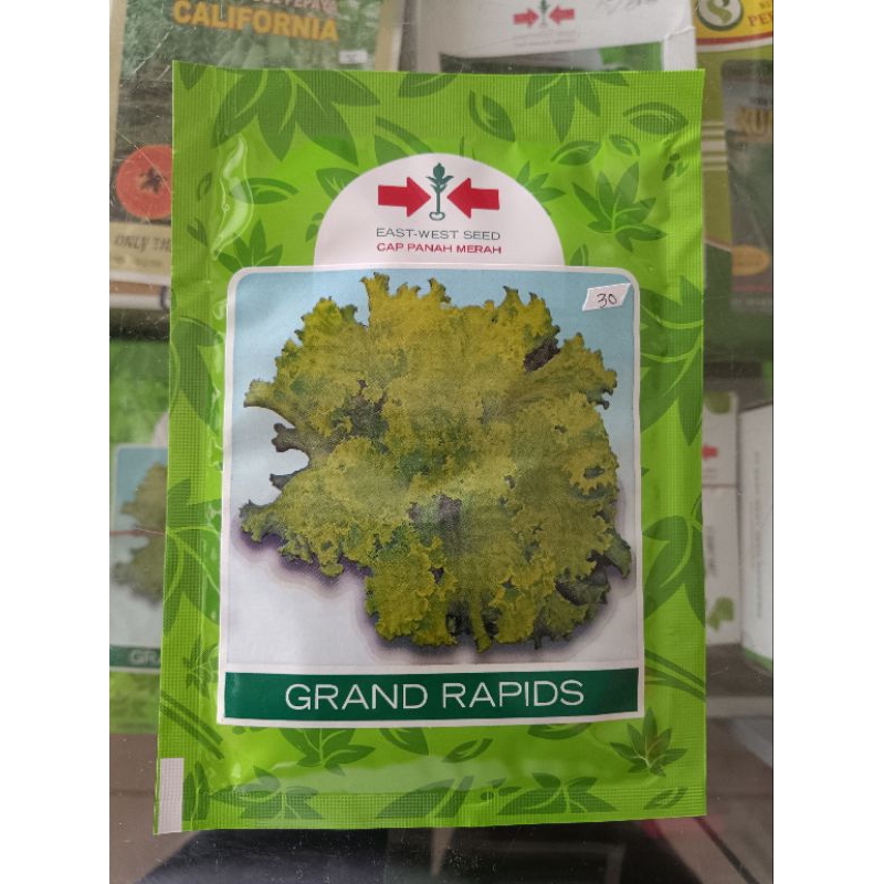 benih selada grand rapids panah merah