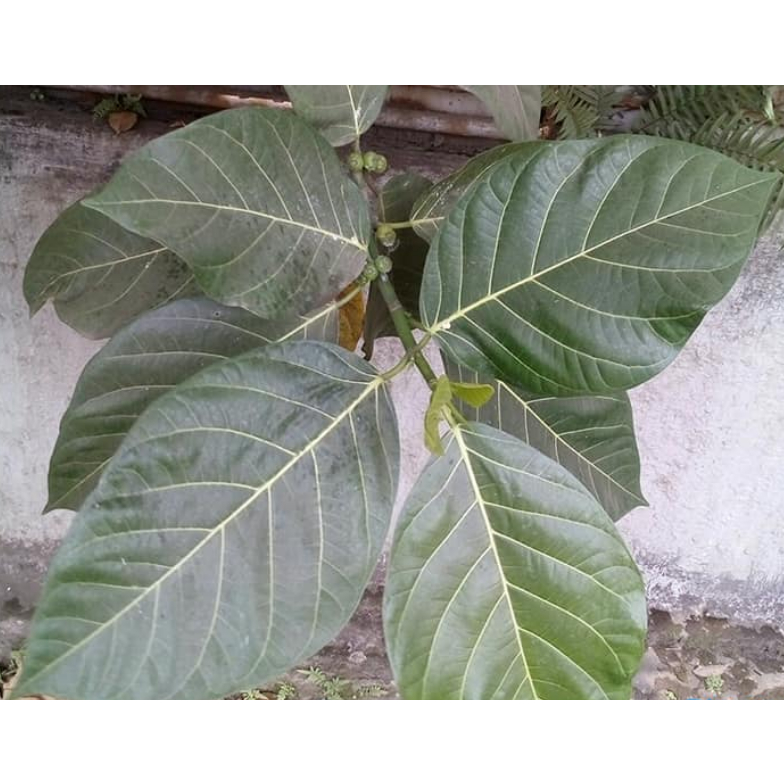 

Daun awar awar segar / Daun ciciap segar