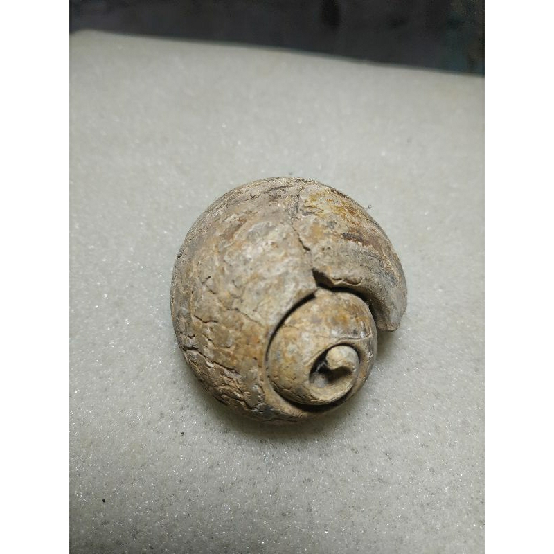 posil keong temuan darat