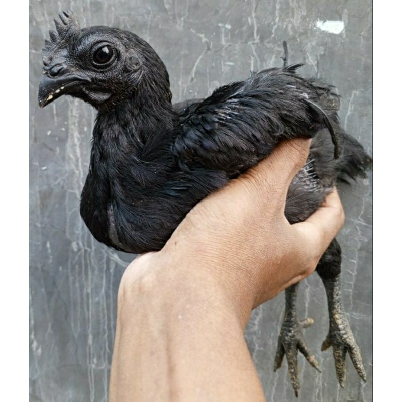 ayam cemani