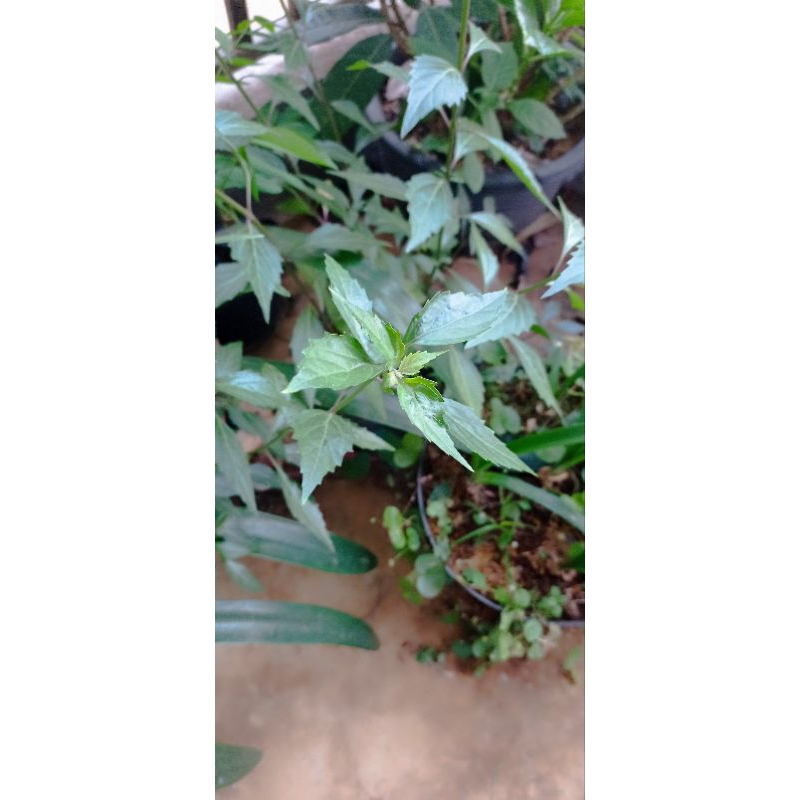 

Daun kumis kucing segar/daun kumis kucing/obat herbal