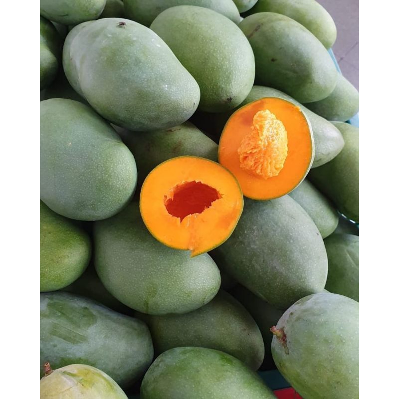 1KG MANGGA GADUNG JUMBO READY MANGGA GADUNG MALANG MURAH GRATIS ONGKIR BISA COD