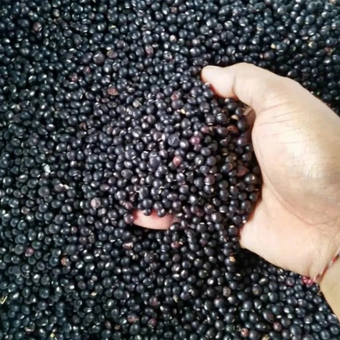 

Kacang undis mentah Fresh 1kg