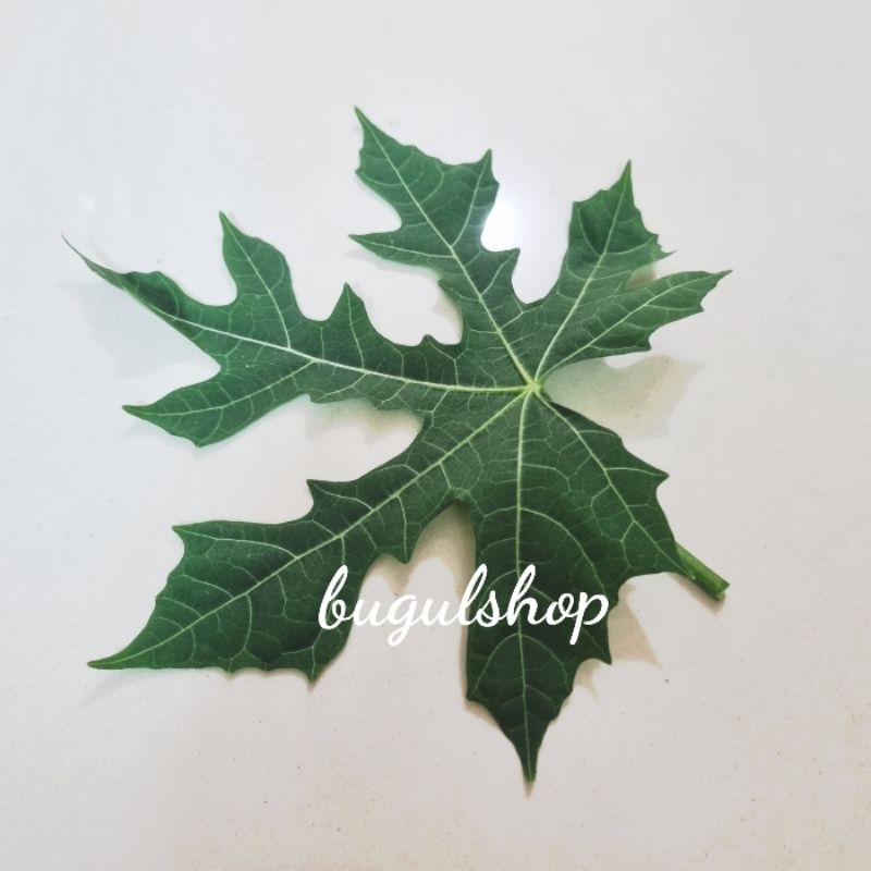 

Daun Gedi Segar/Daun Pepaya Jepang