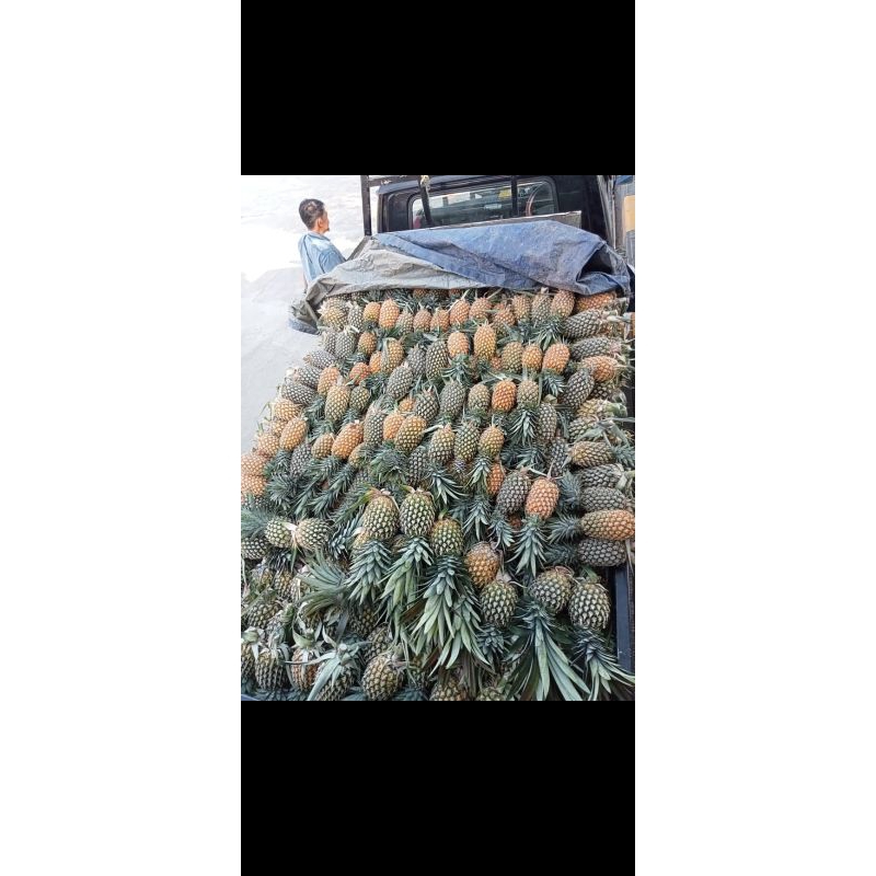 

nanas murah