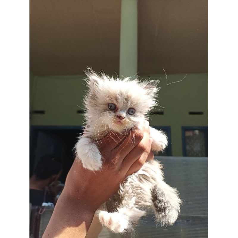 kucing kitten himalaya