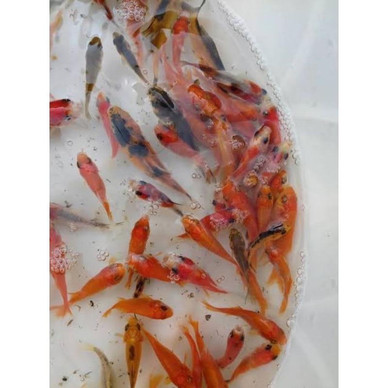 Bibit ikan mas baster size 5-8cm 25-50-100ekor