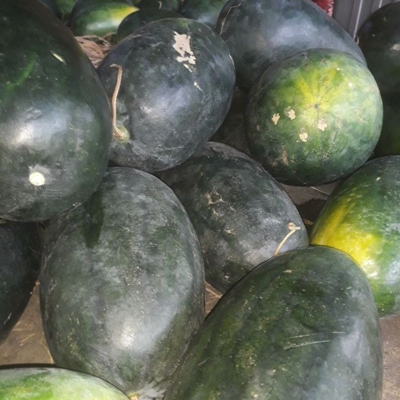 

semangka inul MANIS warna merah jual satuan ukuran kurang lebih tidak di timbang