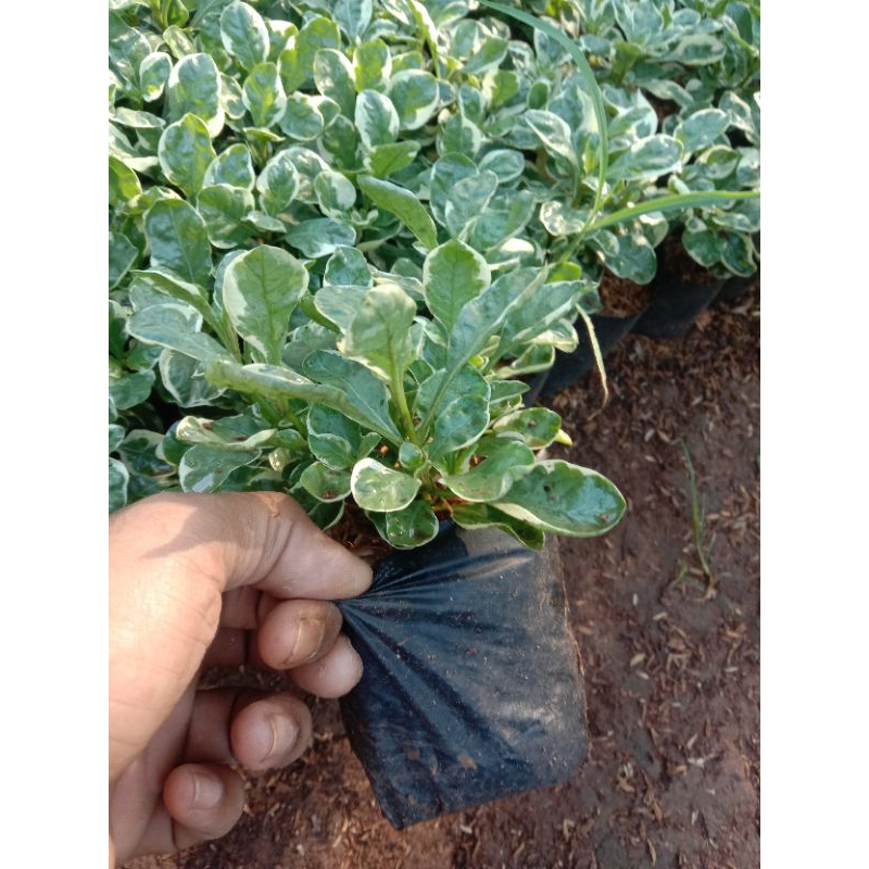 pohon krokot hijau/krokot varigata