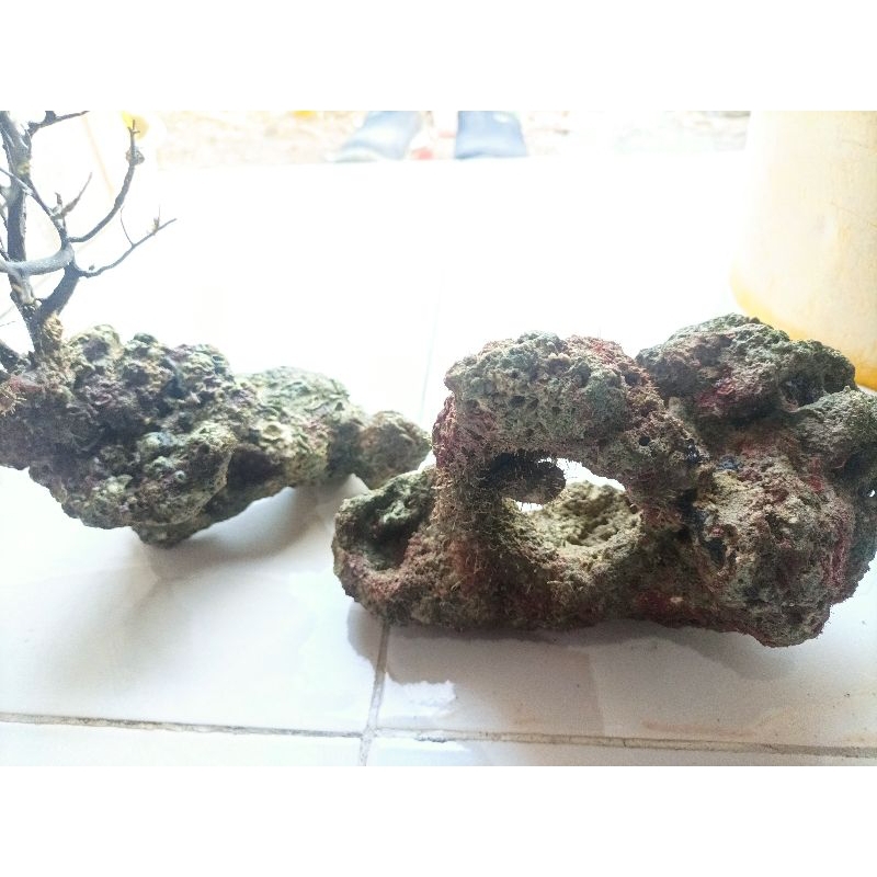 live rock aquarium air laut batu karang laut liverock satuan