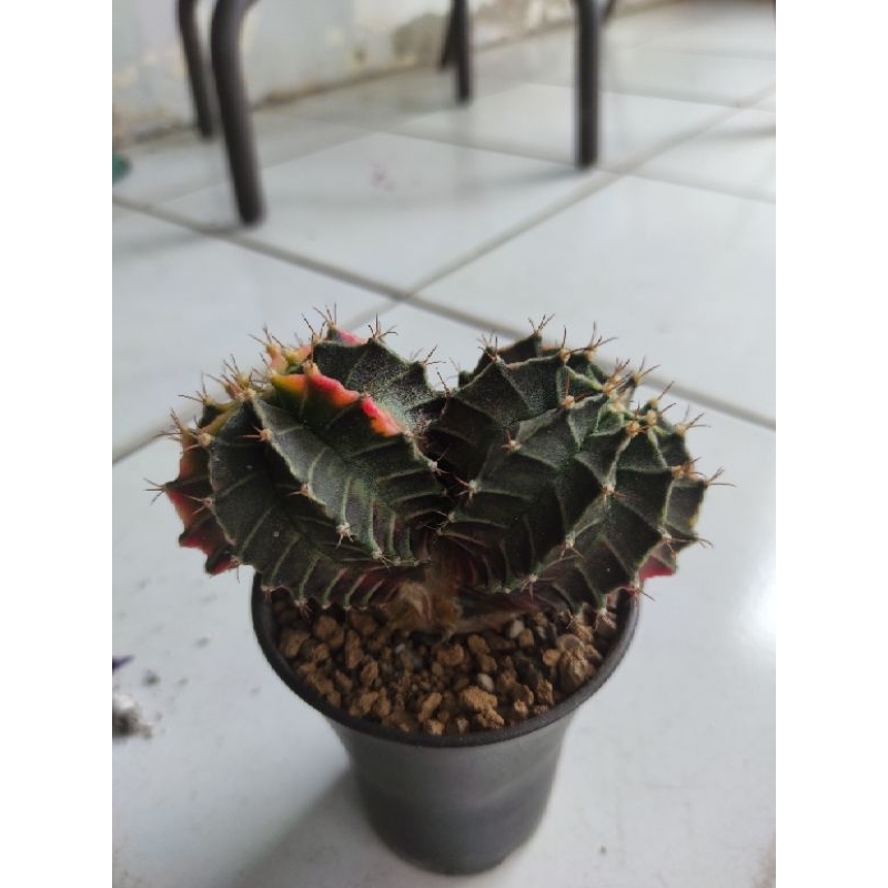 kaktus cactus doublehead gymnocalycium miha starfire