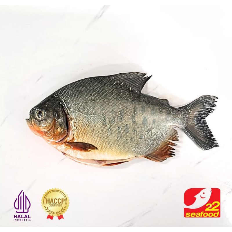 

Ikan Bawal Air Tawar 0.9-1 Kg / Bersih Tanpa Sisik Jeroan / Seafood 22
