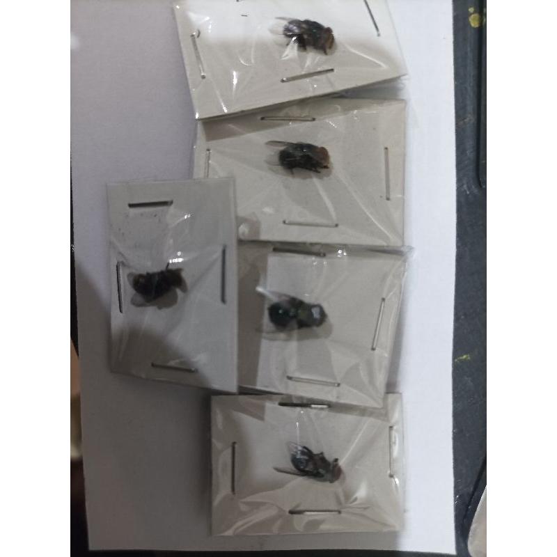 taxydermi awetan serangga green botle fly ordo Diptera