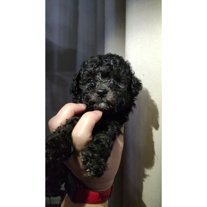 anjing toy poodle teacup jantan silver