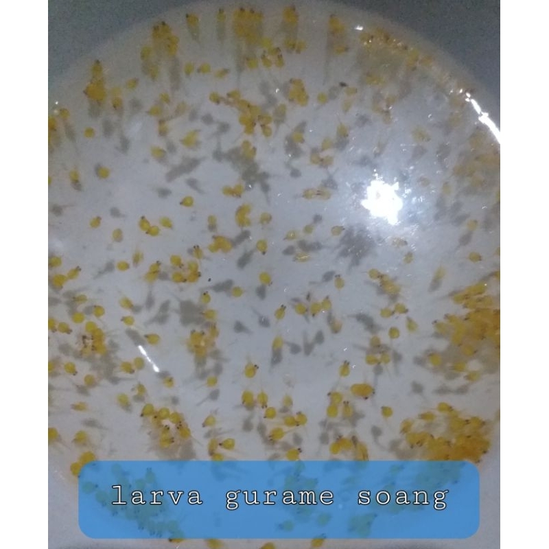 larva gurame soang paket 300 dan. 600