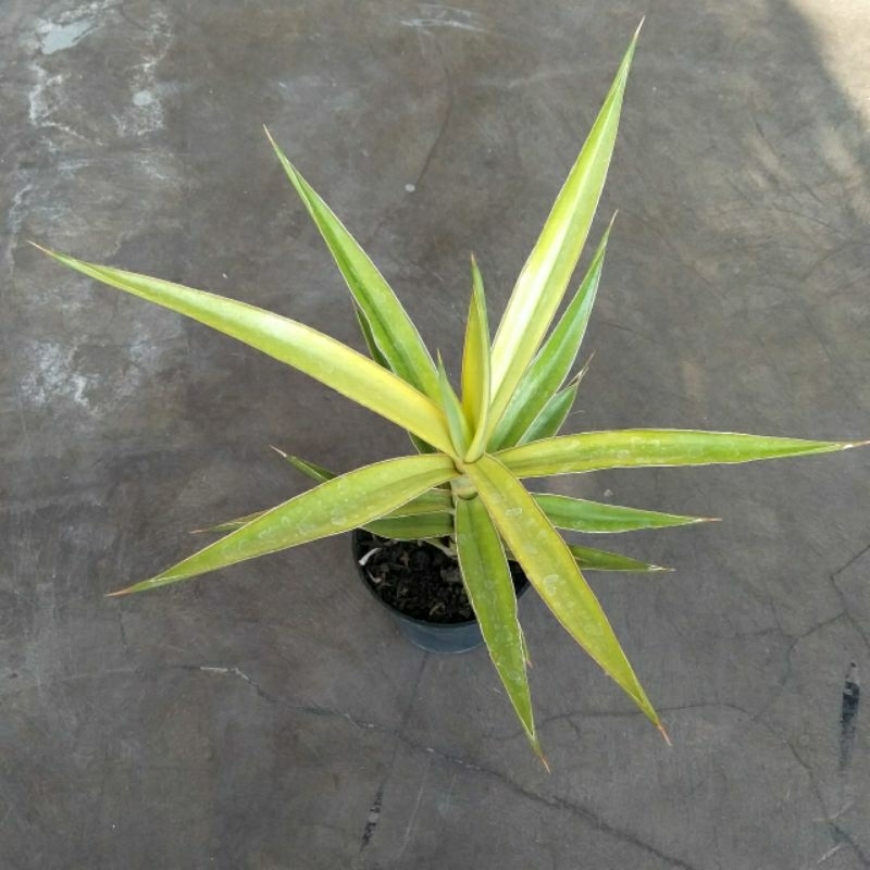 sansivera bagomoyensis varigata
