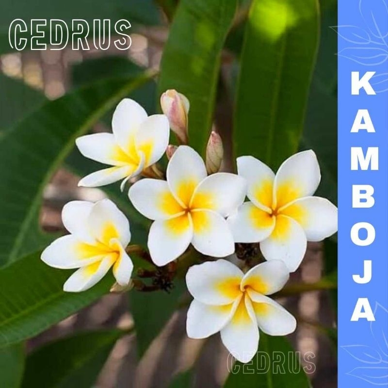 Benih KAMBOJA BALI PUTIH - Biji Pohon Bunga