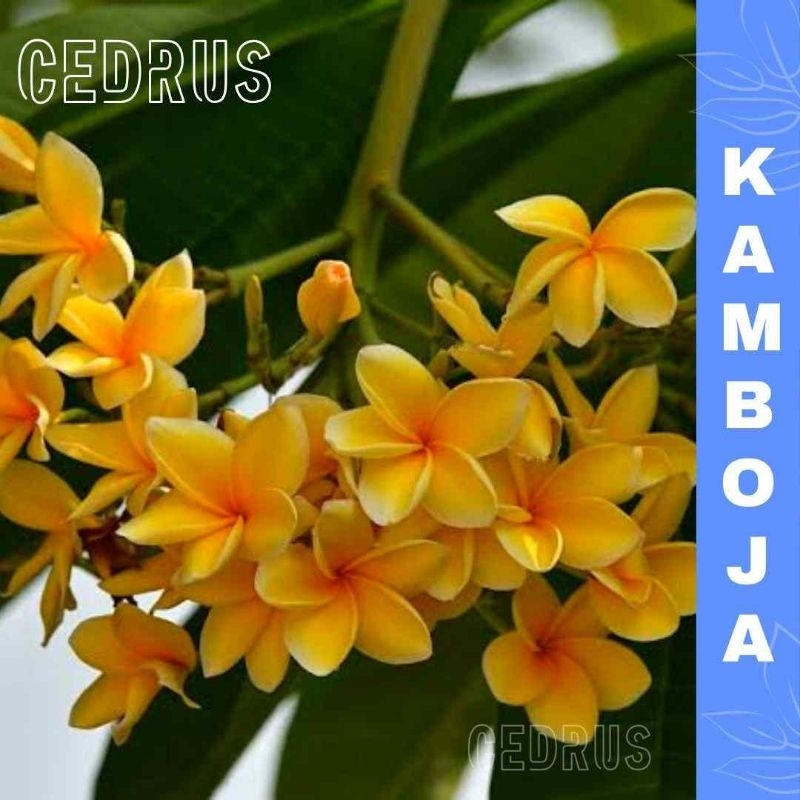 Benih KAMBOJA BALI KUNING - Biji Pohon Bunga
