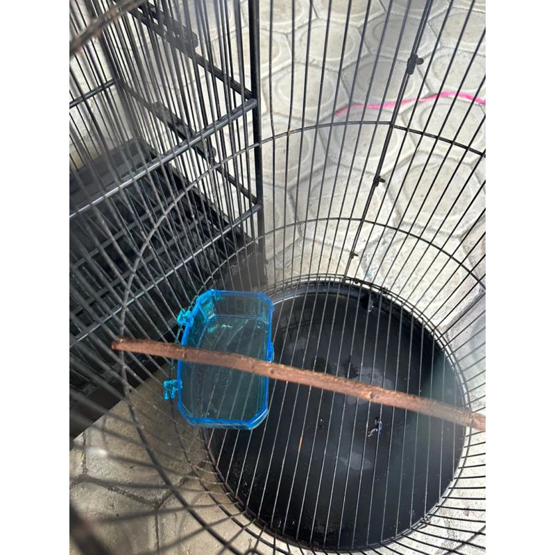 CEPUK MANDI BURUNG LOVEBID / MANDIAN MIKA BURUNG LOVEBIRD