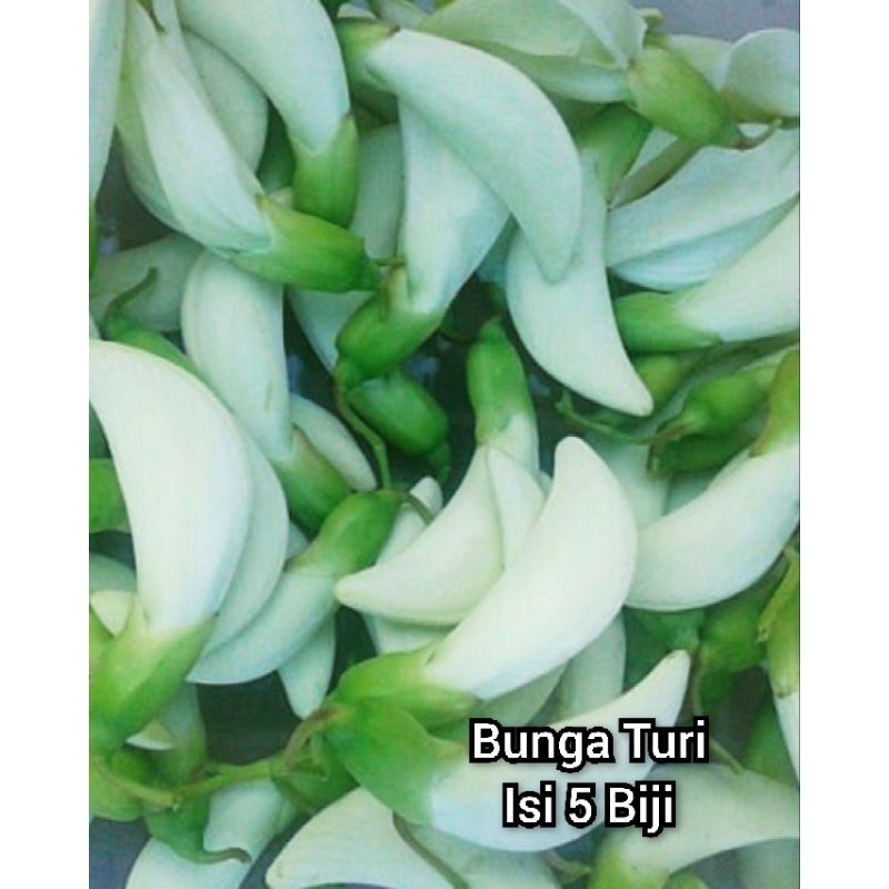 Bunga Turi Putih Biji