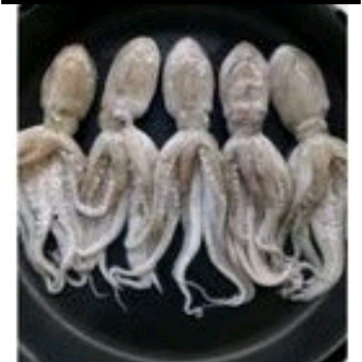 

Baby Gurita 200gram isi 2-4 pcs tanpa jeroan