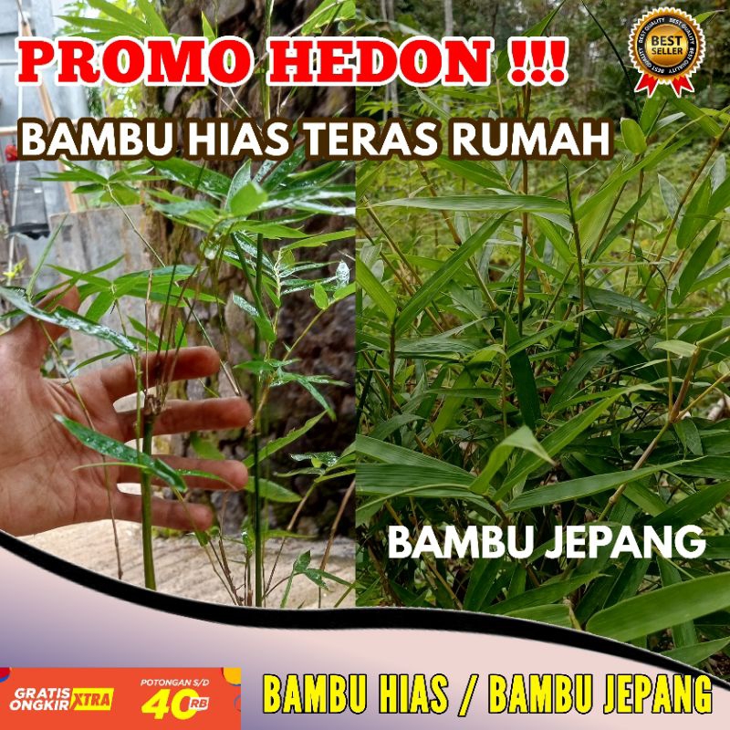 Bambu hias / Bambu jepang - Bambu dalam pot cocok untuk hiasan bambu jepang