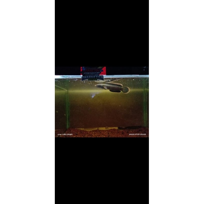 Limbata WC 10cm , siap kontes kelas beginner