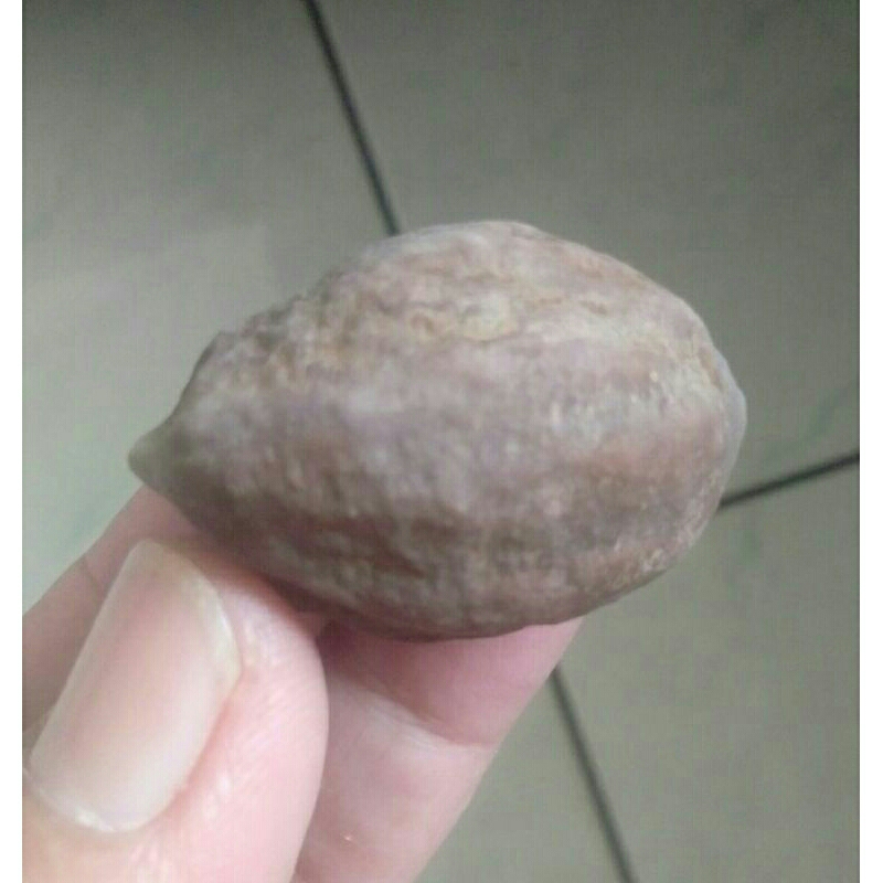 Muncang Adu Nyonyo ZT Ori Tua Jatuhan