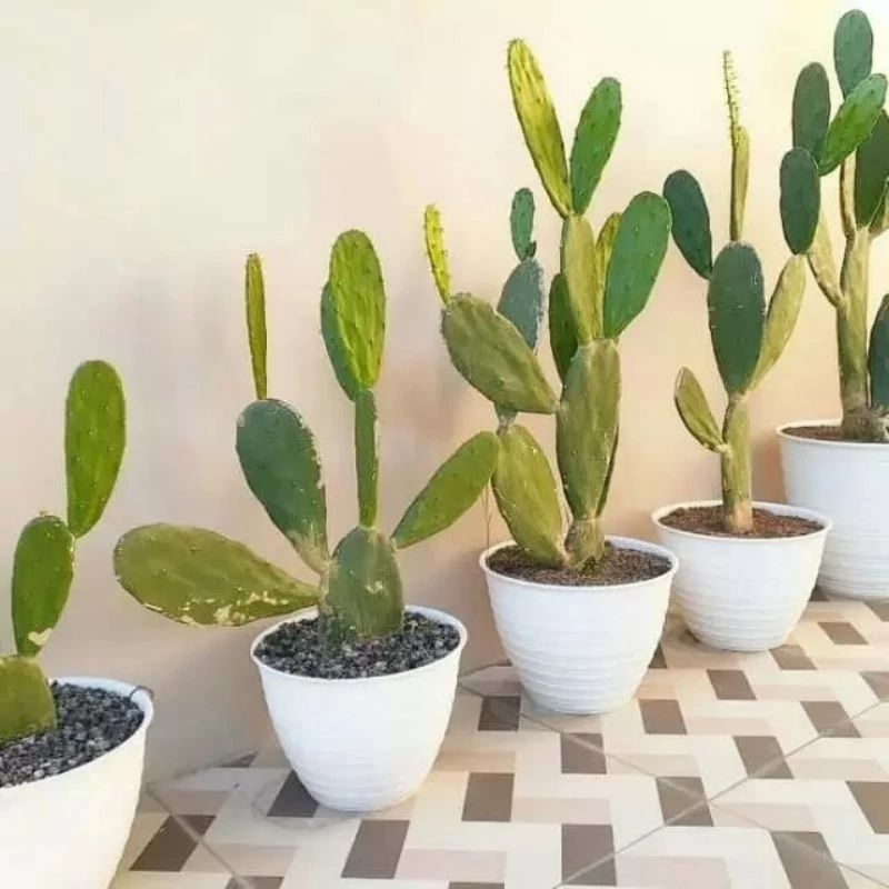 kaktus centong tinggi 40-50 cm + pot + media tanam ( kaktus bercabang )