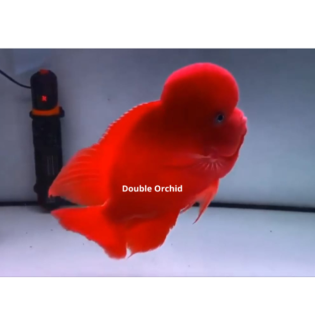 Burayak Louhan lohan Super Red Monkey Import Thailand 4-5cm