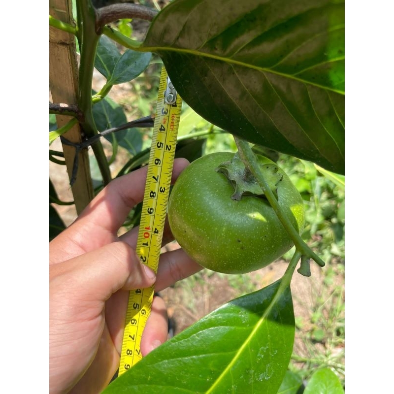 Bibit Buah Giant Black Sapote BERBUAH