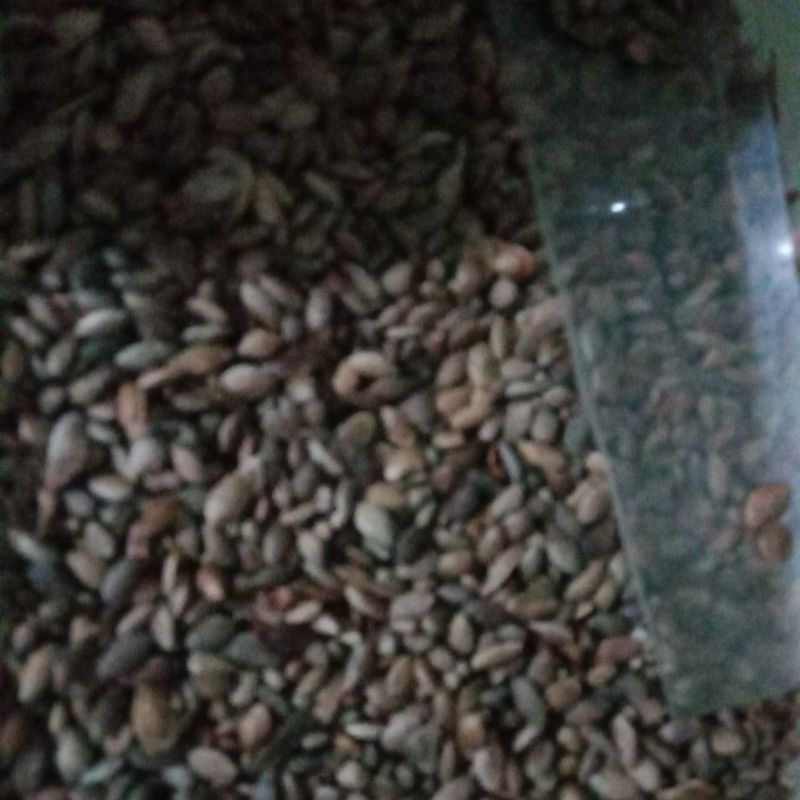 

biji pinus merkusi 1 kg