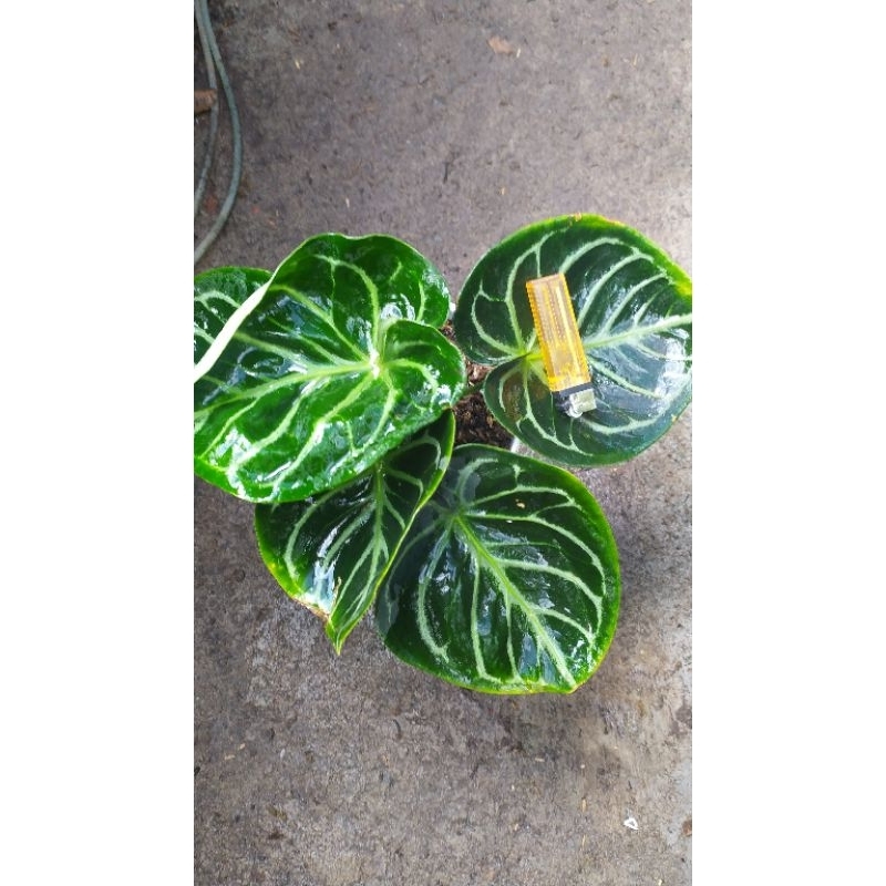 kg (mangkok)dorayaki original