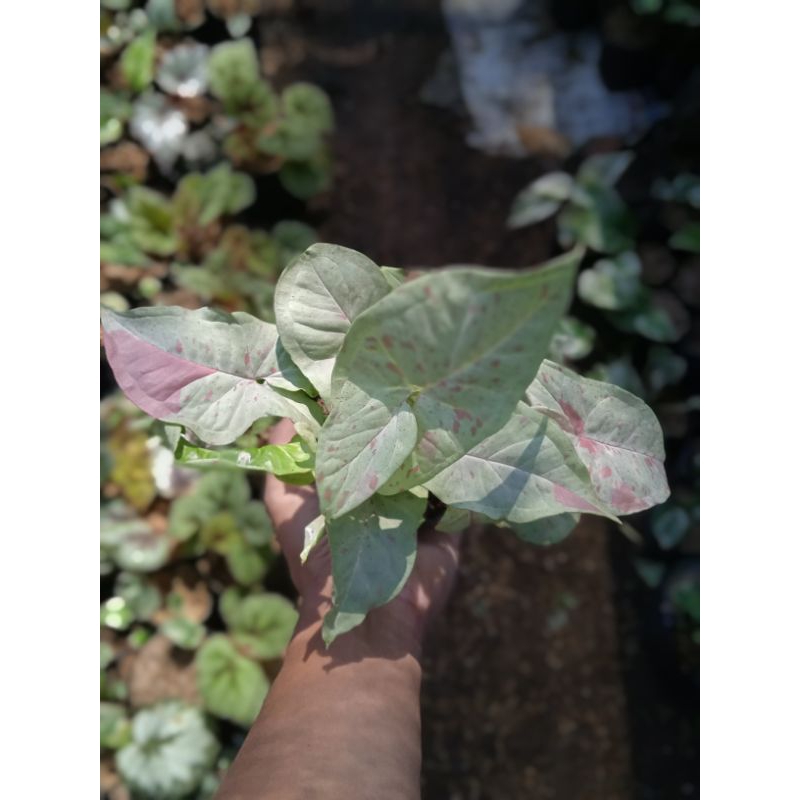 singonium milk confetti