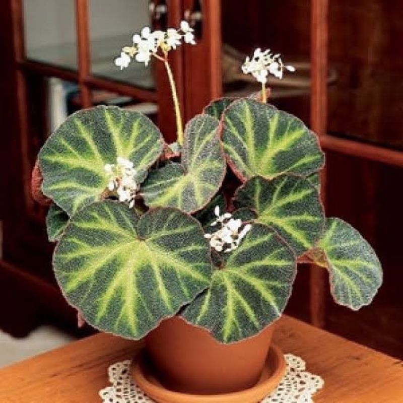 tanaman hias begonia karpet