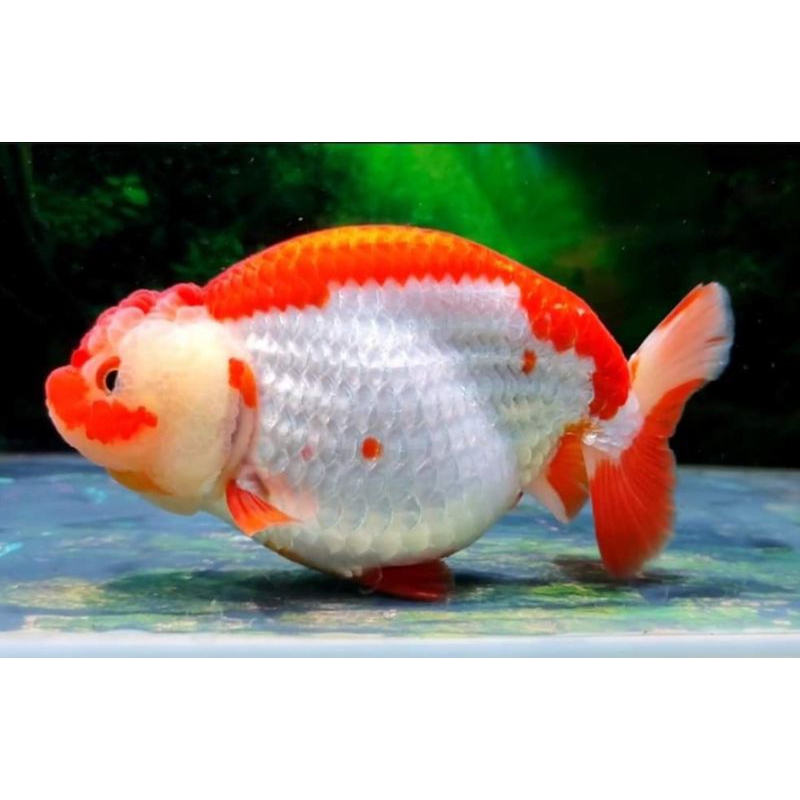 Rancu RW 14cm