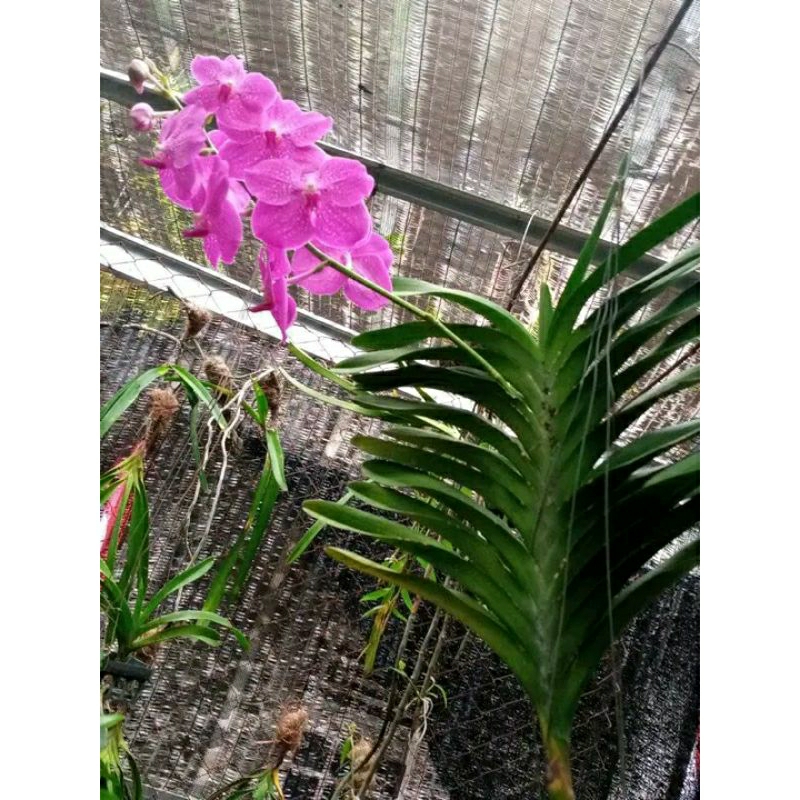 anggrek bunga Vanda merah muda spike dewasa+pot angre vanda bunga pink tanaman hias