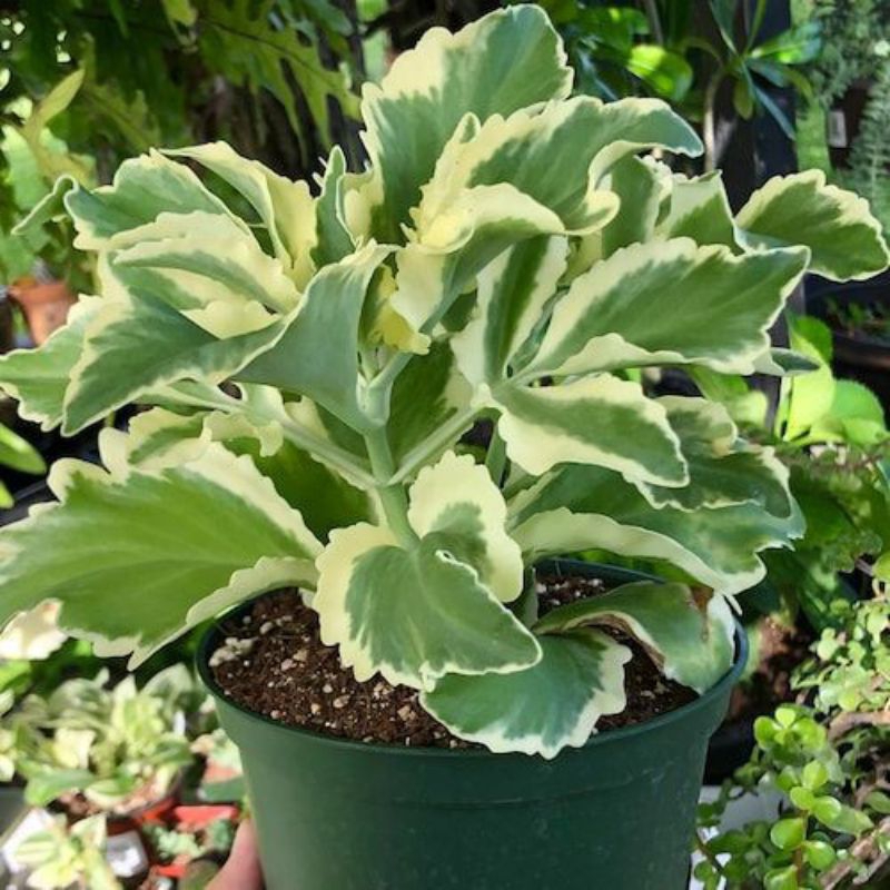 TANAMAN HIAS COCOR BEBEK VARIGATA