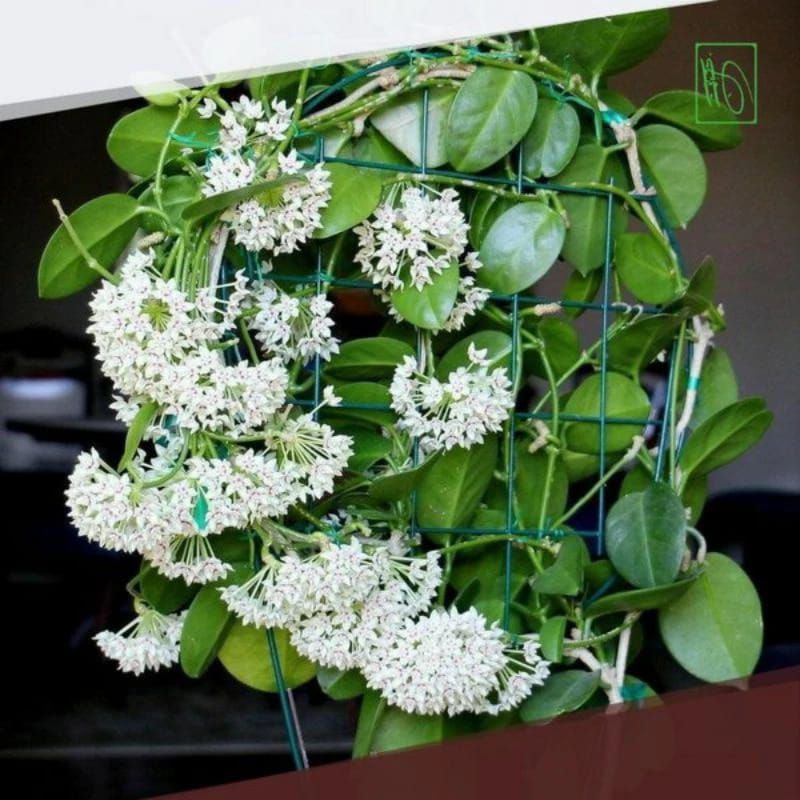 tanaman bunga jalar Hoya putih Hoya wangi