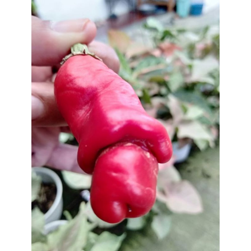 cabe red Peter porno